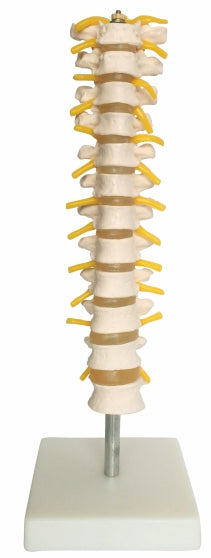 Thoracic Spinal Column XC-120