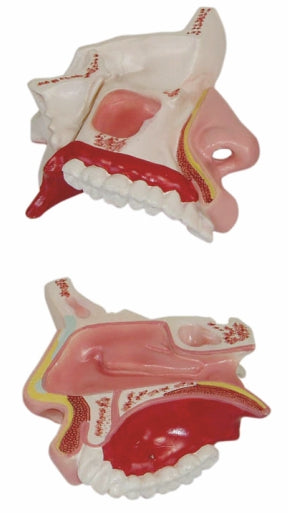 Anatomical Nasal Cavity XC - 309