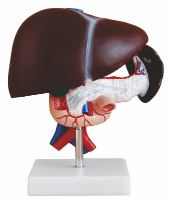 Liver, Pancreas and Duodenum Model XC-311