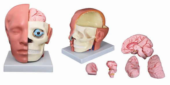 Head with Brain XC-318B