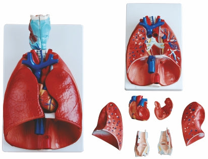 Larynx, Heart & Lungs Model XC-320