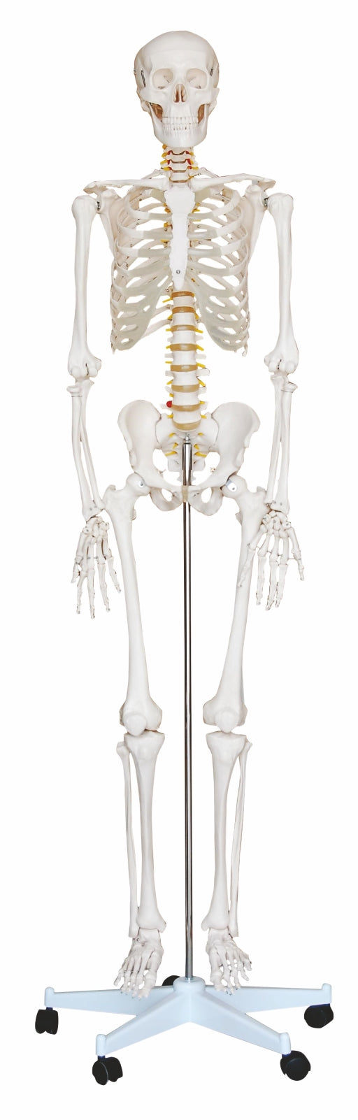 Life-Size Human Skeleton XC-101