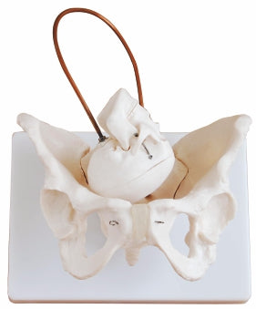 Birth Demonstration Model XC-127