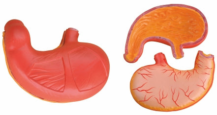 Stomach Model XC-306