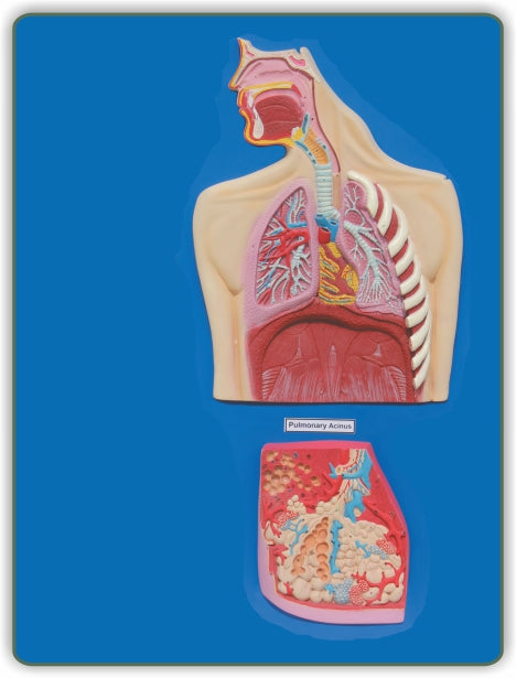 Human Respiratory System ZX-1306