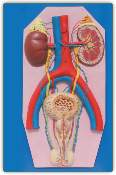 Human Excretory System ZX-1303