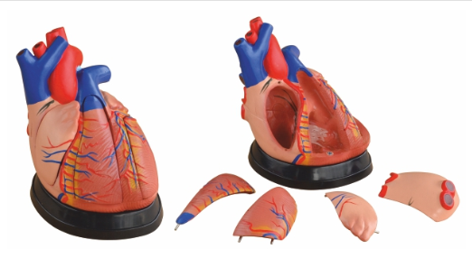 Middle Heart Model XC-307D
