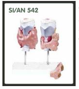 Thyroid Diseases SI/AN 542