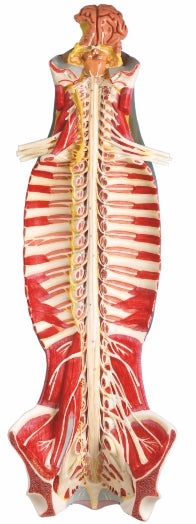 Spinal Cord In The Spinal Canal GD/A18102