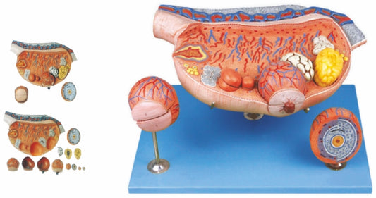 Ovary Model GD/A41003