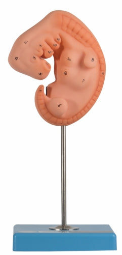 Embryo GD/A42004