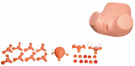 Gynecological Training Models GD/F30S