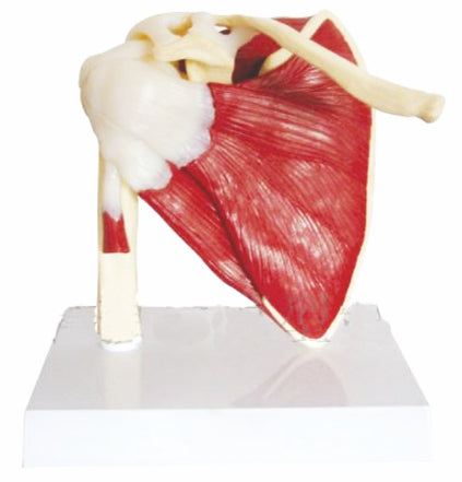 Shoulder Joint With Muscle SI/SK 521