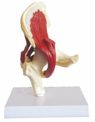 Hip Joint With Muscle SI/SK 522