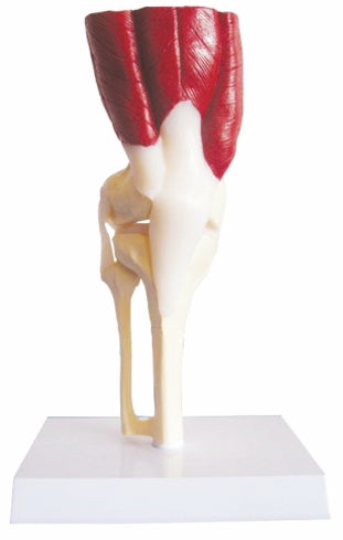 Knee Joint With Muscle SI/SK 523