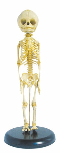 Fetus Skeleton SI/SK 501