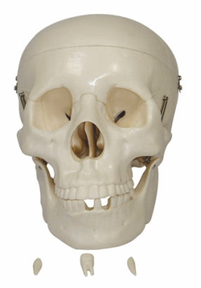Life Size Skull XC-104