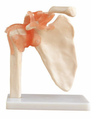 Life-Size Shoulder Joint with Ligaments XC-109