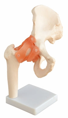 Life-Size Hip joint with Ligaments XC-110