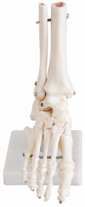 Life Size Foot Joint XC-113
