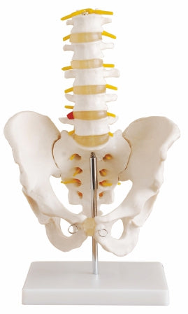 Life - Size pelvis Lumbar Vertebrae XC-115