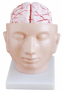 Brain With Arteries On Head XC-318