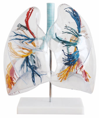 Transparent Lung Segment XC-330