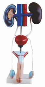 Male Urogenital System XC-331