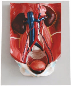 Urinary System Model XC-333