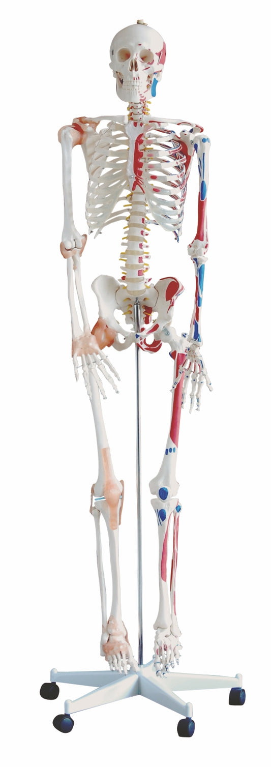 Life-Size Human Skeleton  XC-101 A