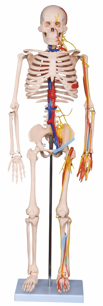 Medium Skeleton (85cm) XC-102B