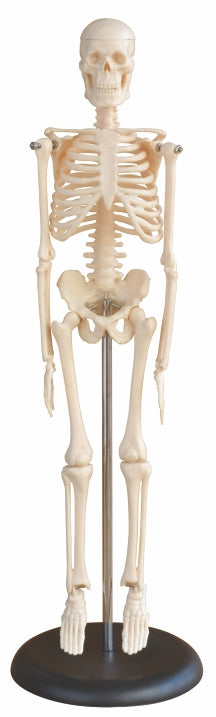 Mini Skeleton XC-103