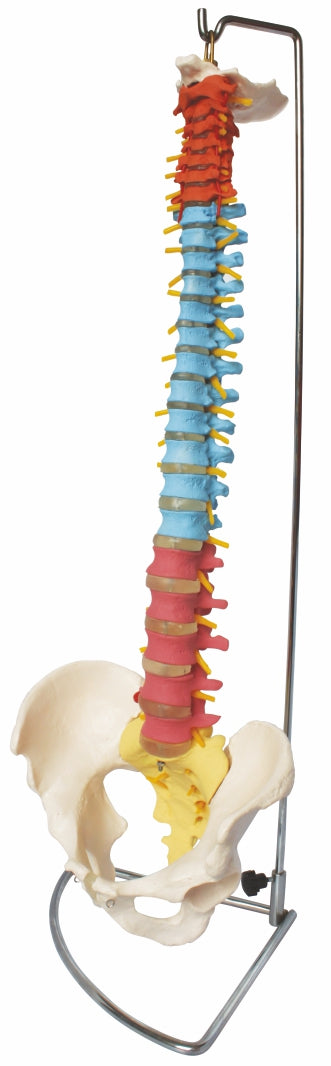 Didactic Flexible Vertebral Column With Pelvis XC-105C