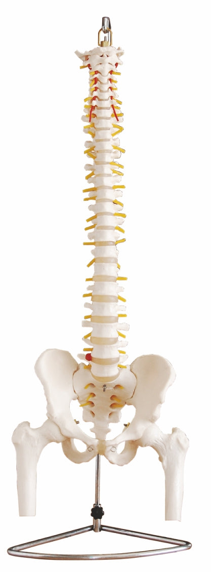 Life-Size Vertebral with Pelvis and Femur Heads XC-126
