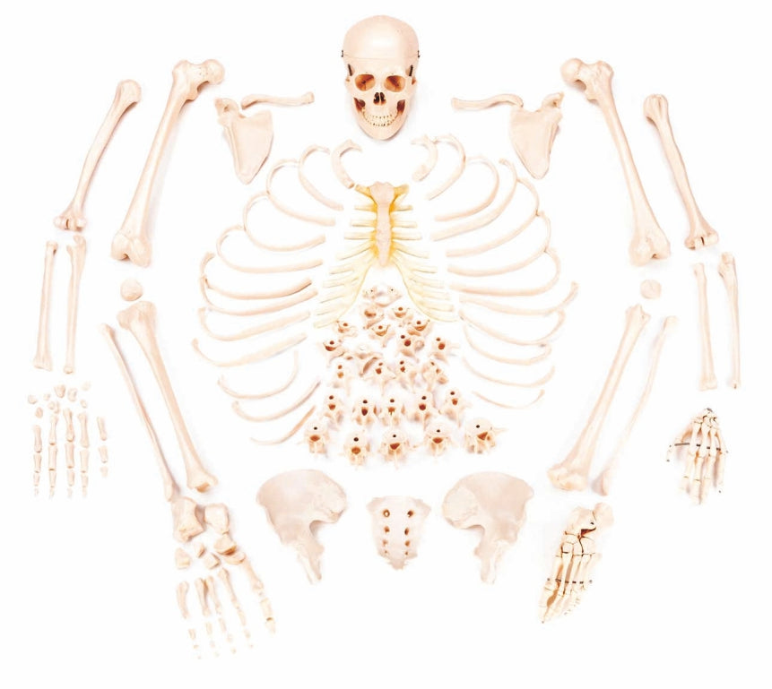 Disarticulated Skeleton Model XC-130