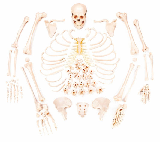 Disarticulated Skeleton Model XC-130