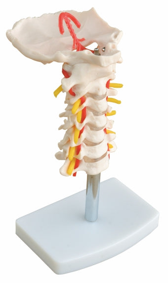Cervical Vertebral Column with Neck Artery XC-133