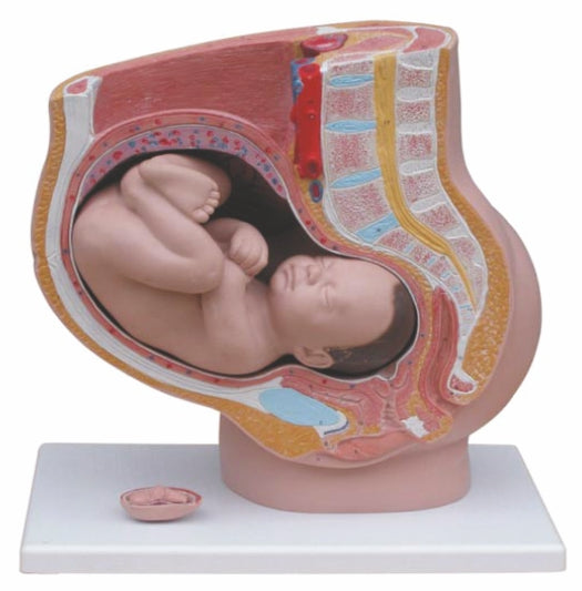 Human Female Pelvis Section (4 Parts) XC-332B