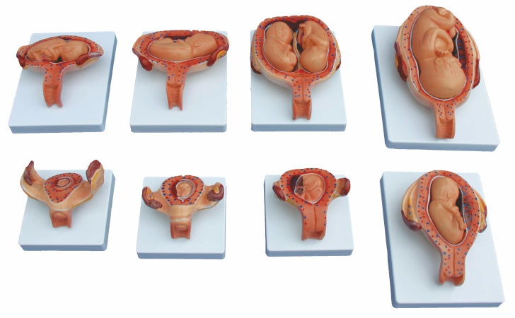 The Development Process For Fetus (Half Size) XC-414A