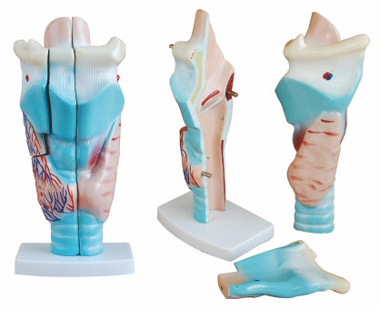Magnified Human Larynx Model XC-301