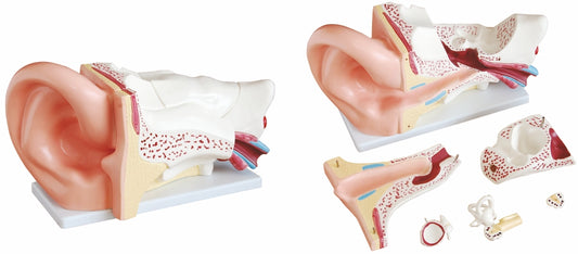 Giant Ear Model XC-303C