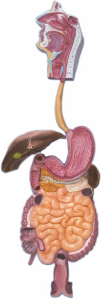 Human Digestive System ZX-1301-A