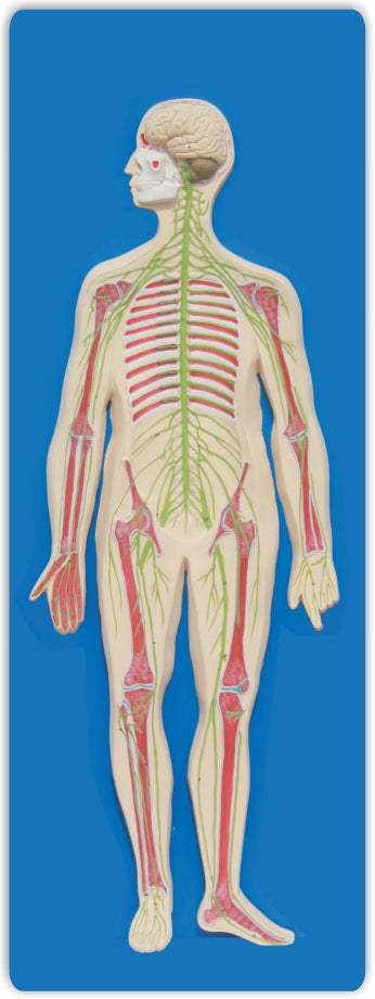 Human Nervous System ZX 1307